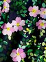 Sakura Blossom in Deep Blue Chest Pocket Short Sleeve Hawaiian Shirt